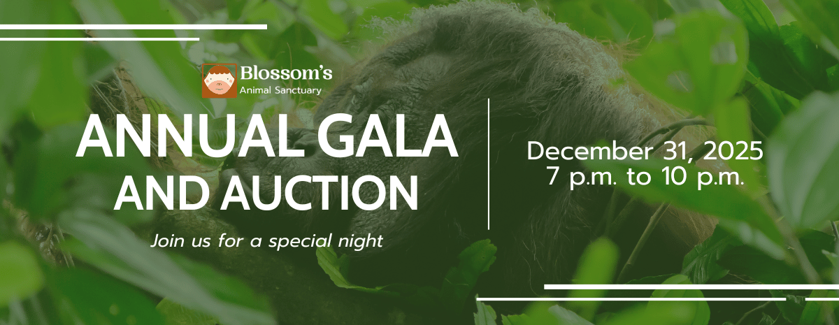 Blossom's Annual Gala and Auction FundHub